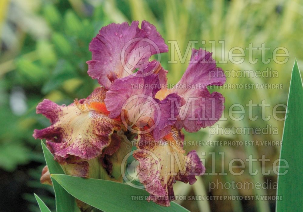 Iris Rock Star (Iris germanica, Tall Bearded)  1