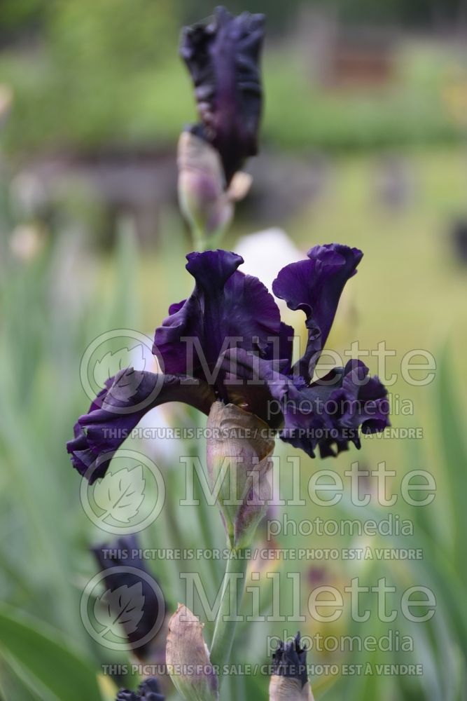 Iris Swingtown (Iris germanica bearded) 2 