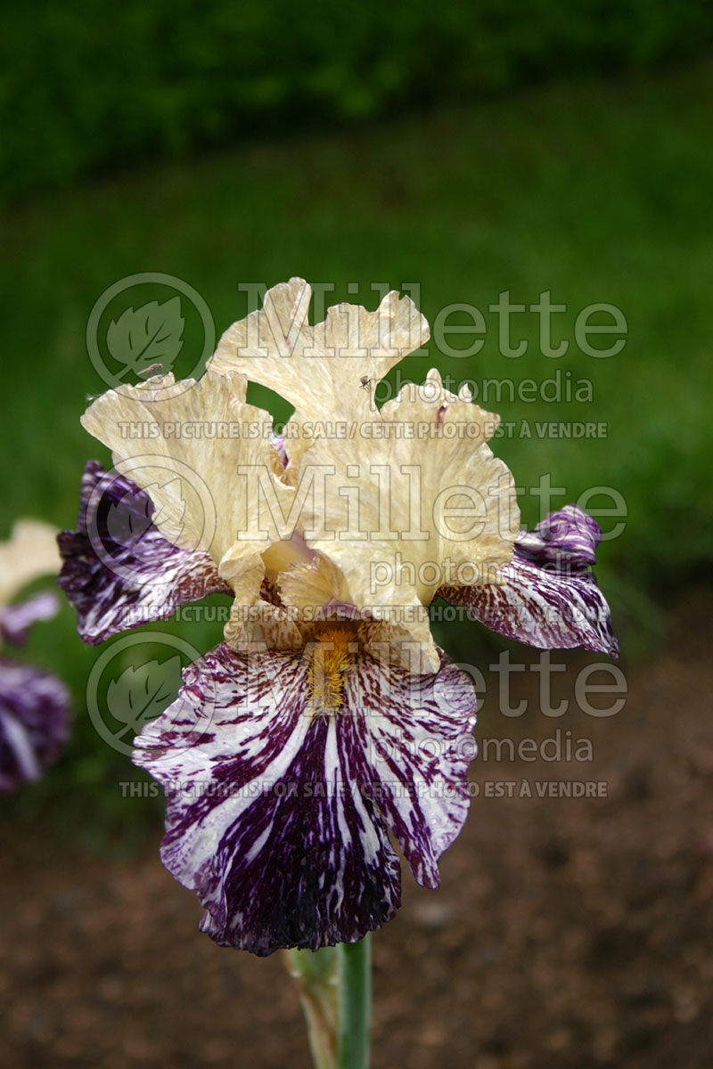 Iris Gnus Flash (Iris germanica, Tall Bearded) 1 