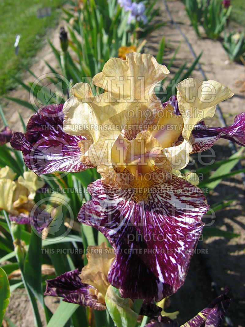 Iris Gnus Flash (Iris germanica, Tall Bearded) 2 