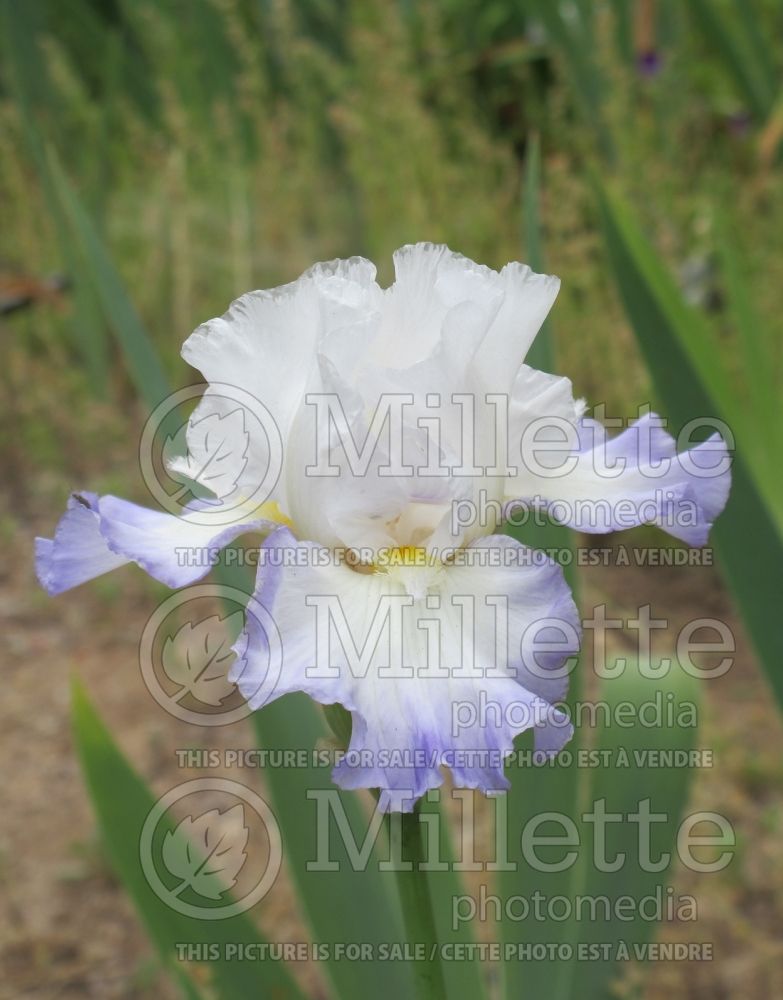 Iris Grand Circle (Iris germanica, Tall Bearded)  2