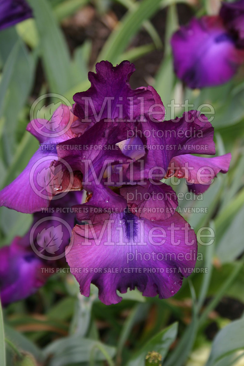 Iris Gypsy Romance (Iris germanica, Tall Bearded) 1