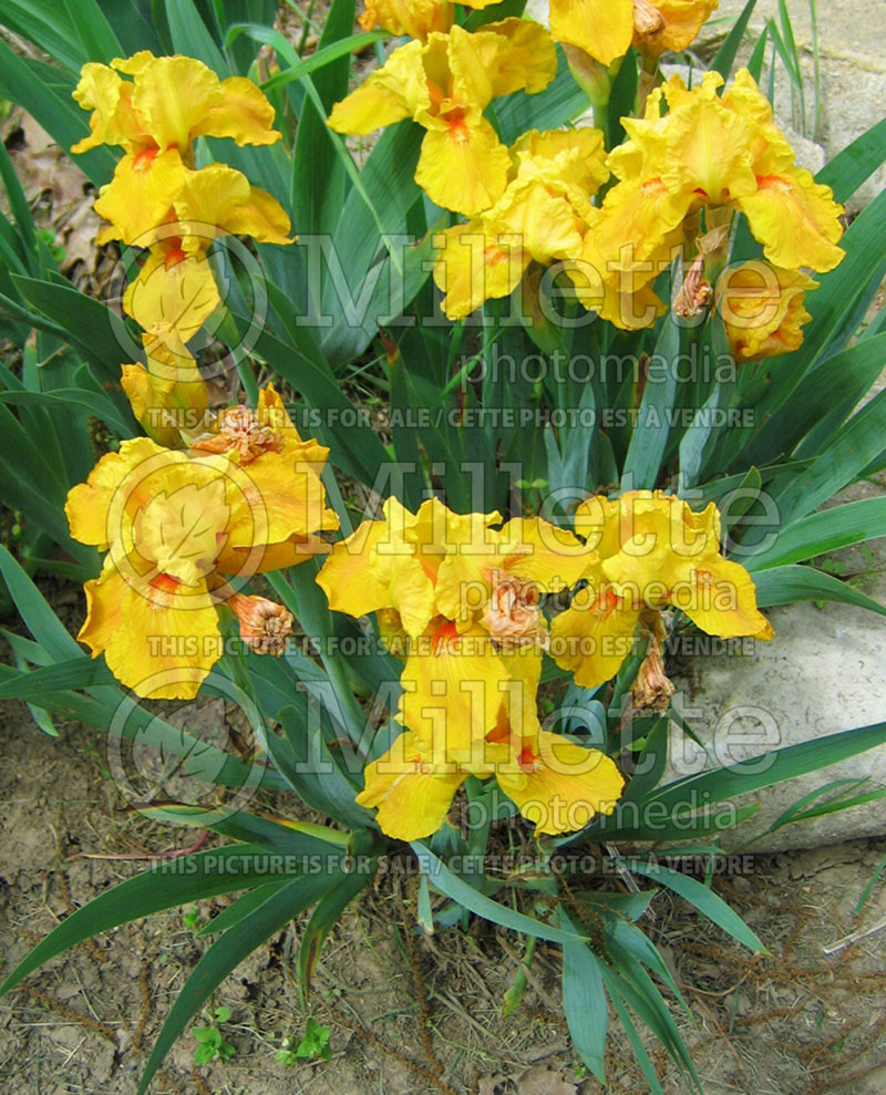 Iris Harmonium (Iris germanica, Intermediate Bearded) 1 