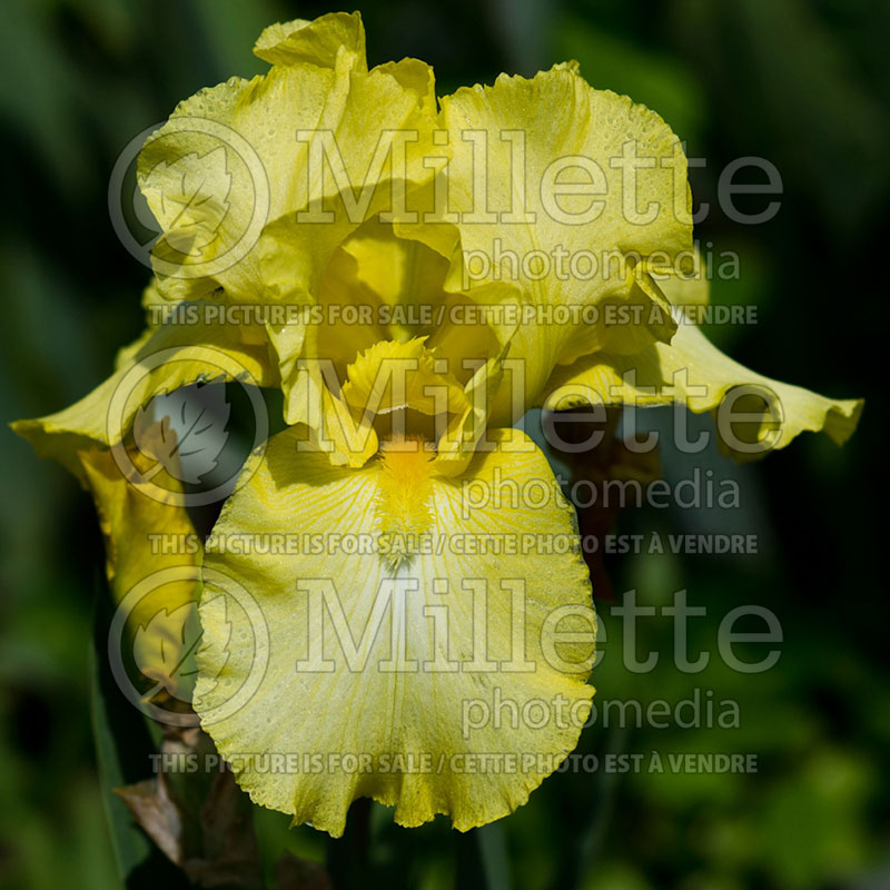 Iris Harvest of Memories (Iris sibirica) 1