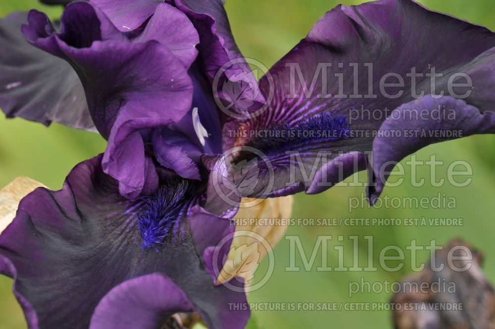 Iris Hello Darkness (Iris germanica Tall bearded) 3