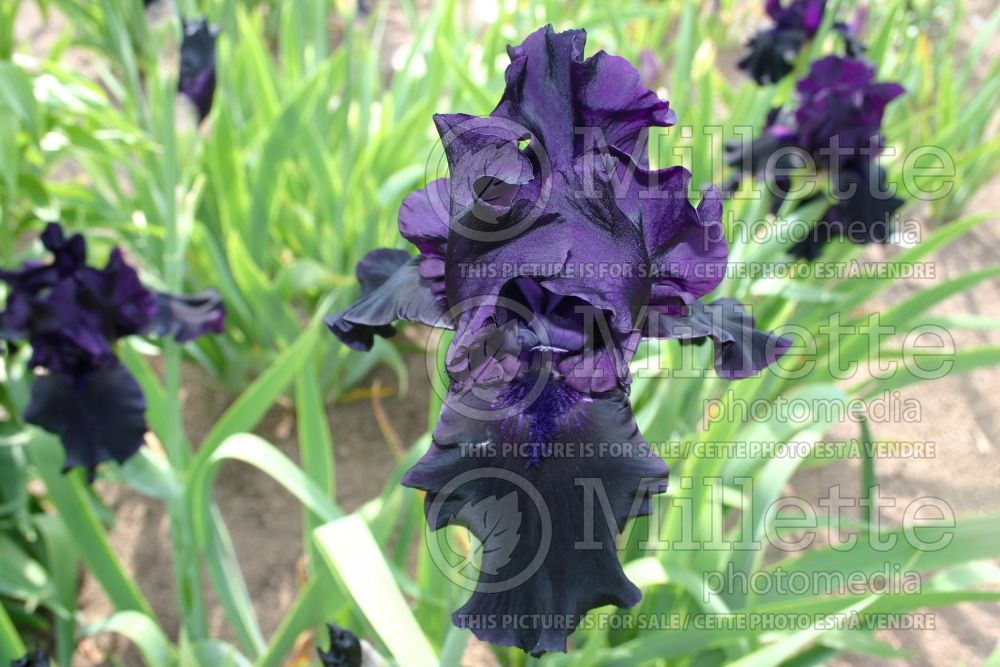 Iris Hello Darkness (Iris germanica Tall bearded) 2