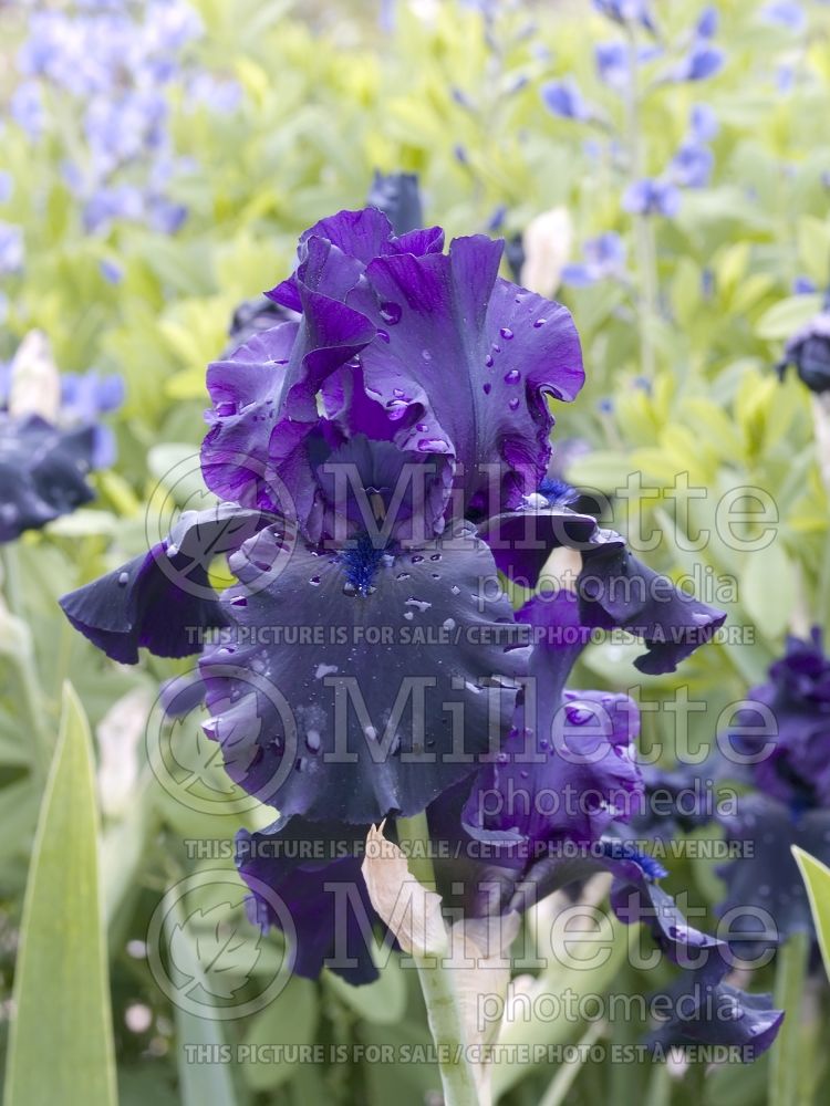 Iris Hello Darkness (Iris germanica Tall bearded) 1