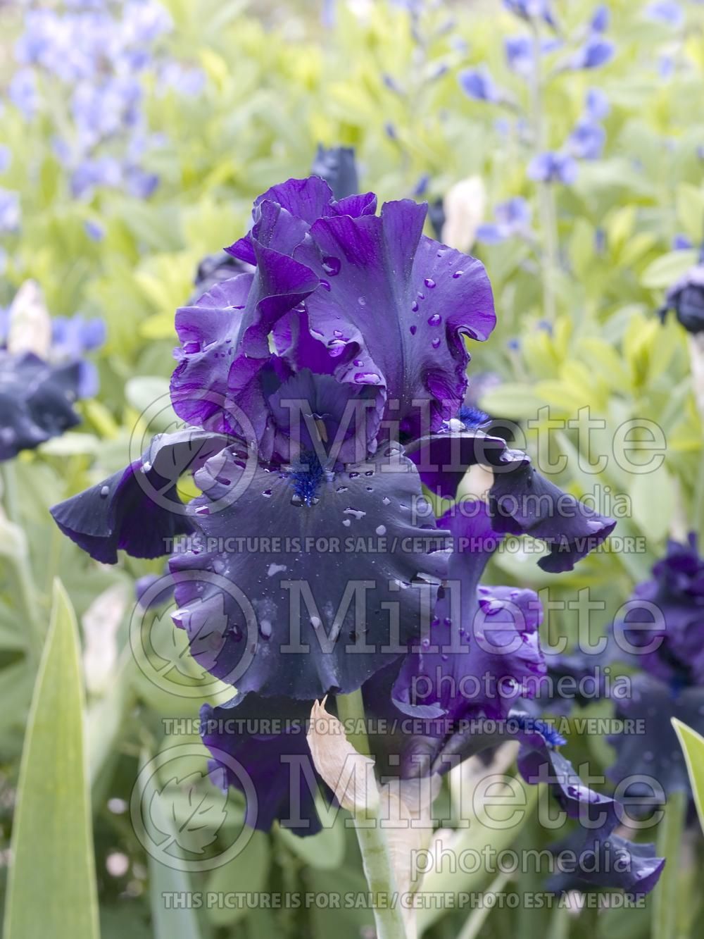 Iris Hello Darkness (Iris germanica Tall bearded) 1