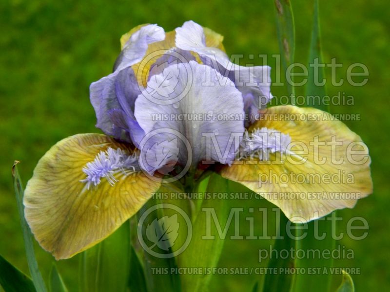 Iris Hocus Pocus (Iris germanica, Bearded) 1 