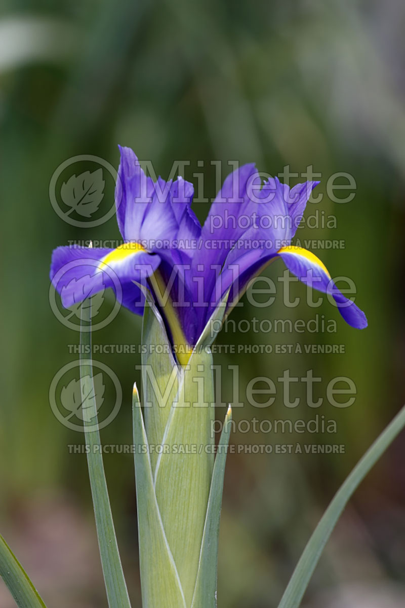 Iris Blue Magic (Iris) 1