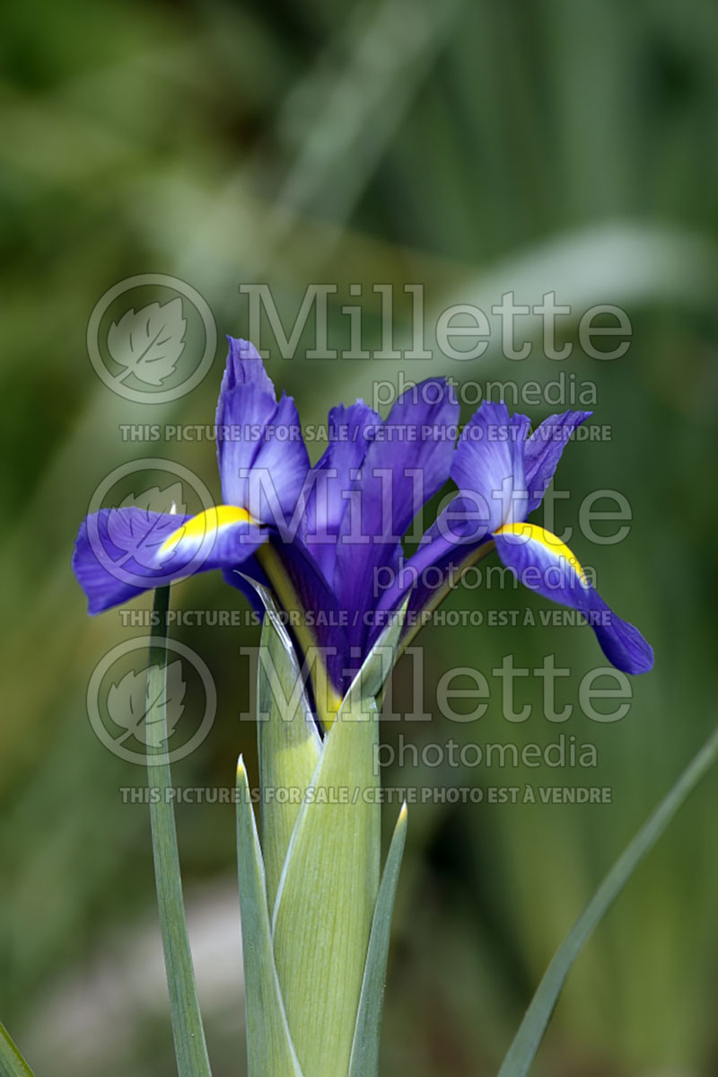 Iris Blue Magic (Iris) 2