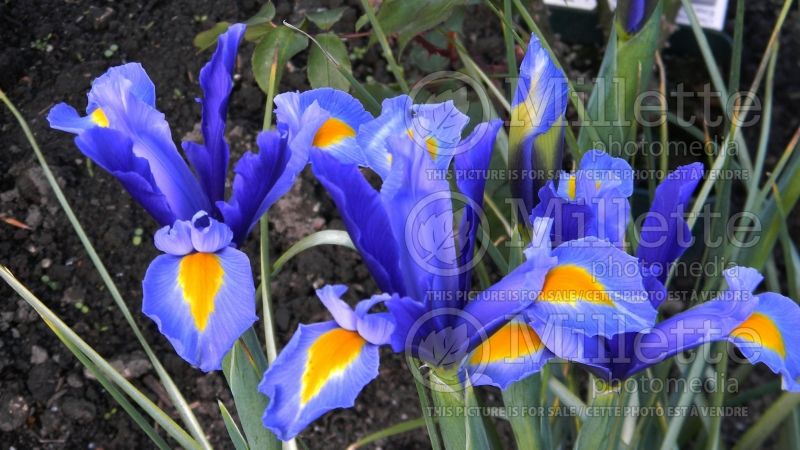 Iris Sapphire Beauty (Iris) 1