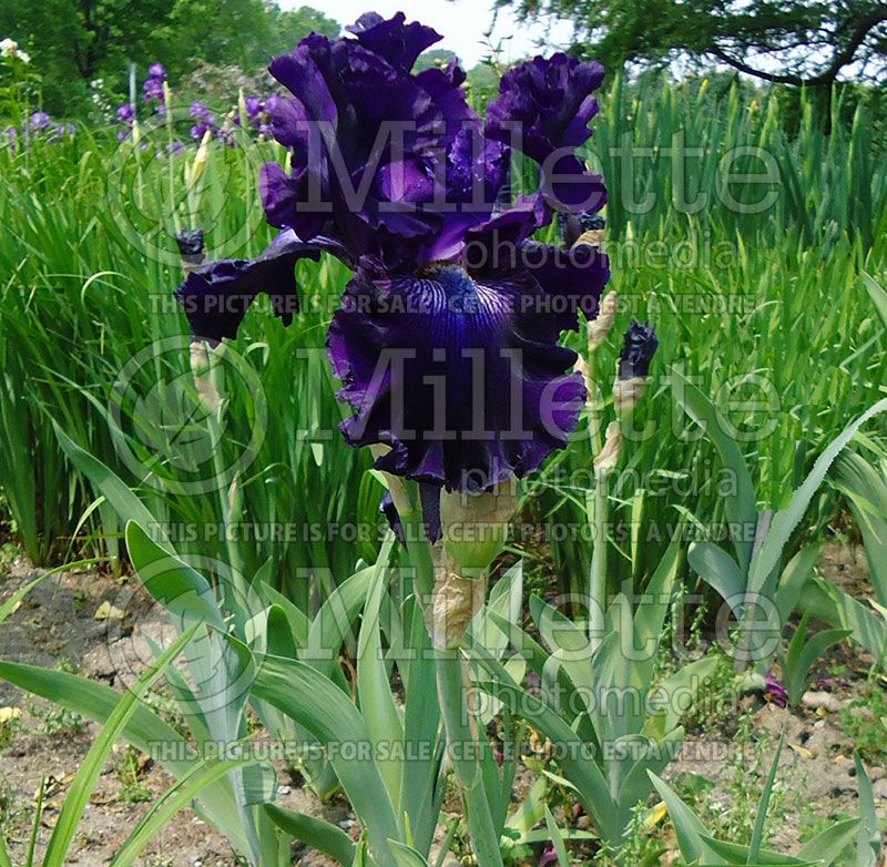 Iris Hollywood Nights (Iris germanica, Tall Bearded)  5