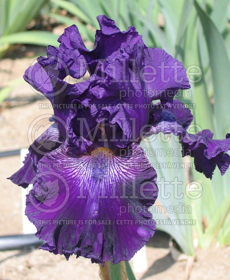 Iris Hollywood Nights (Iris germanica, Tall Bearded)  3