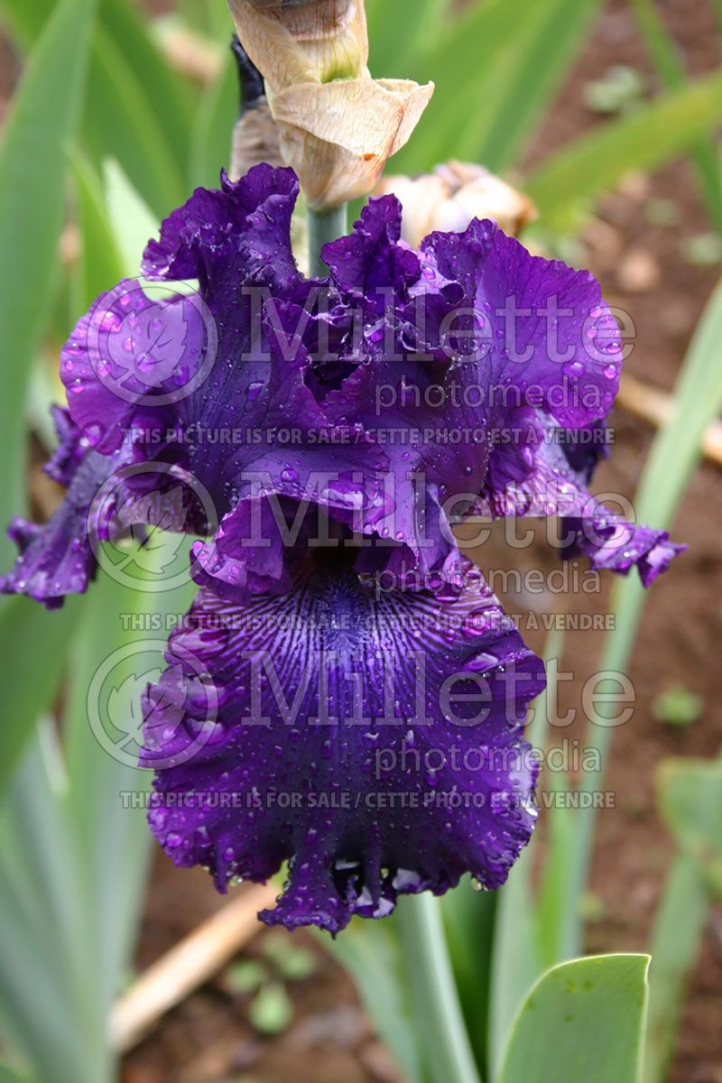 Iris Hollywood Nights (Iris germanica, Tall Bearded)  2