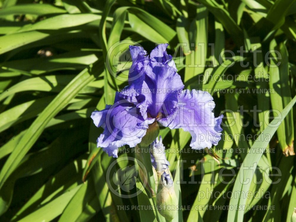 Iris Honky Tonk Blues (Iris germanica, Tall Bearded) 2 