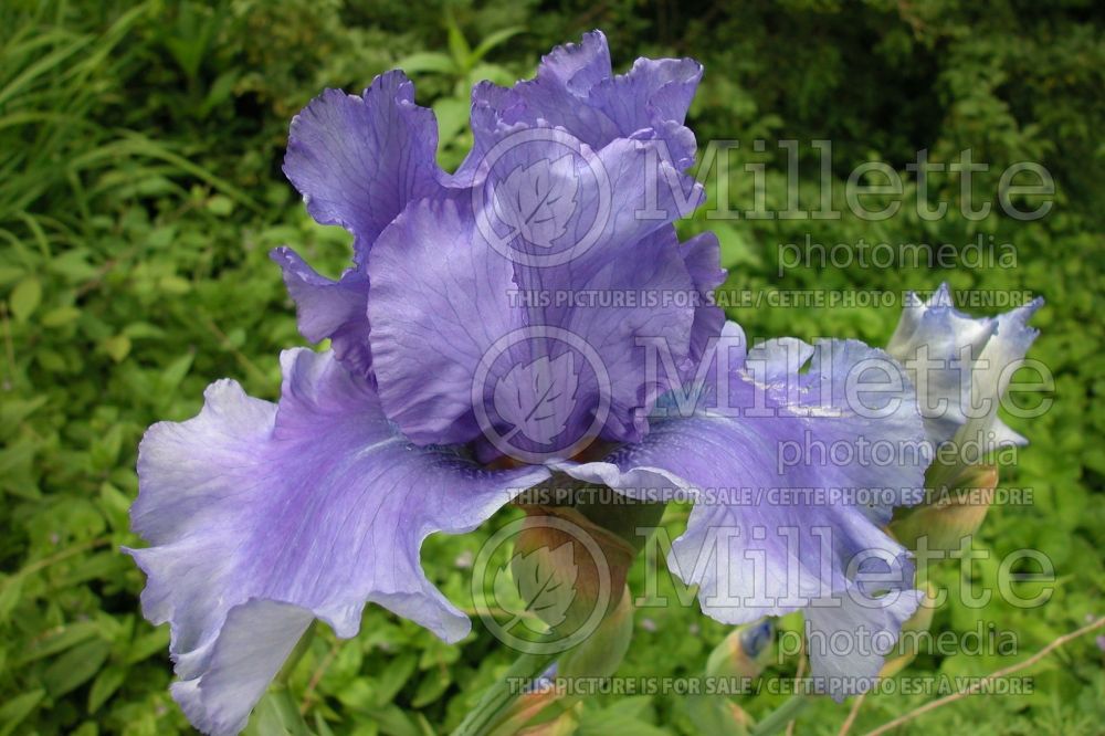 Iris Honky Tonk Blues (Iris germanica, Tall Bearded) 4 