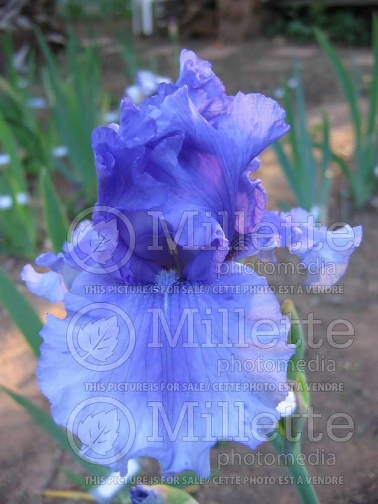 Iris Honky Tonk Blues (Iris germanica, Tall Bearded) 1 