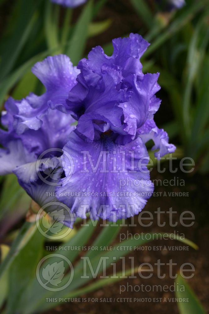 Iris Honky Tonk Blues (Iris germanica, Tall Bearded) 5 