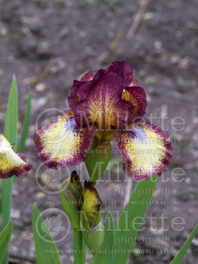 Iris Hot Fudge (Intermediate Iris) 2