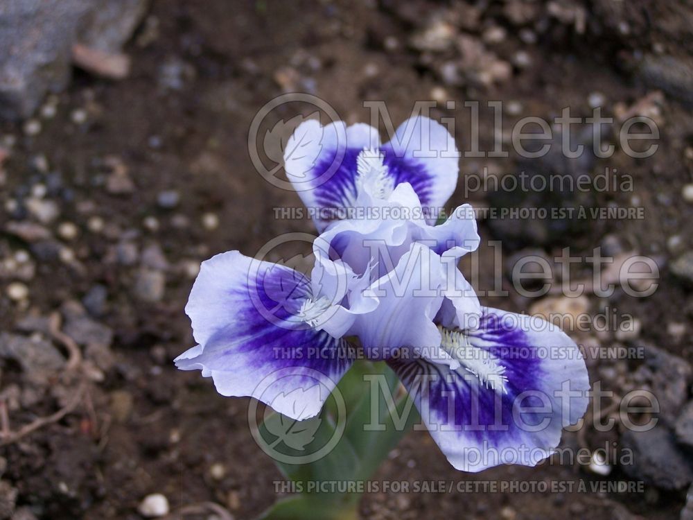 Photo of Iris Ice and Indigo (Standard Dwarf Bearded Iris)