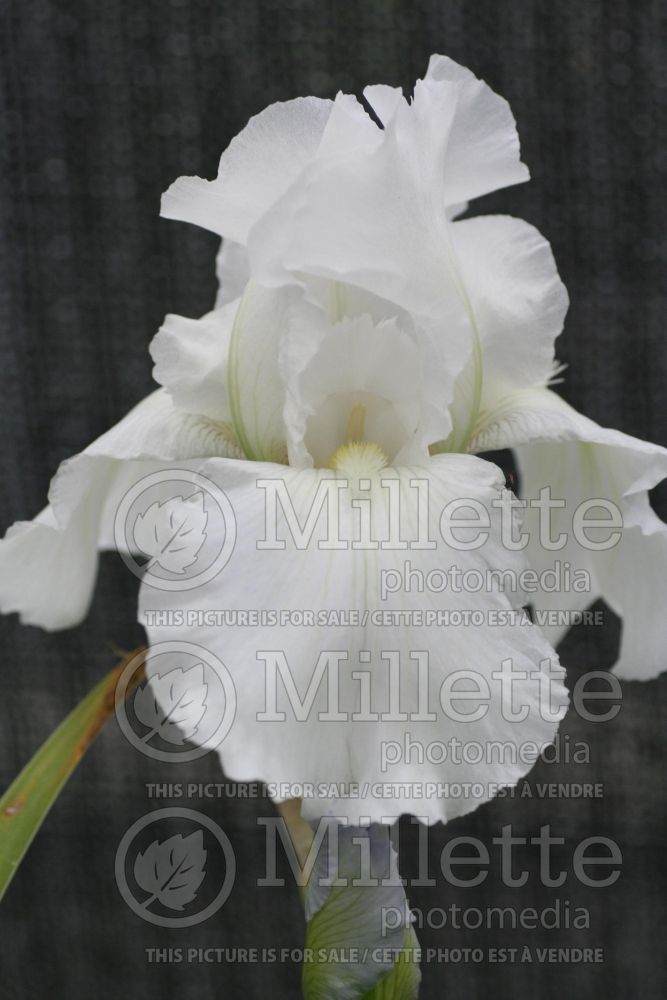 Iris Immortality (Iris germanica, Tall Bearded) 1 