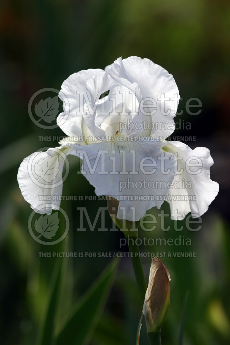 Iris Immortality (Iris germanica, Tall Bearded) 3 