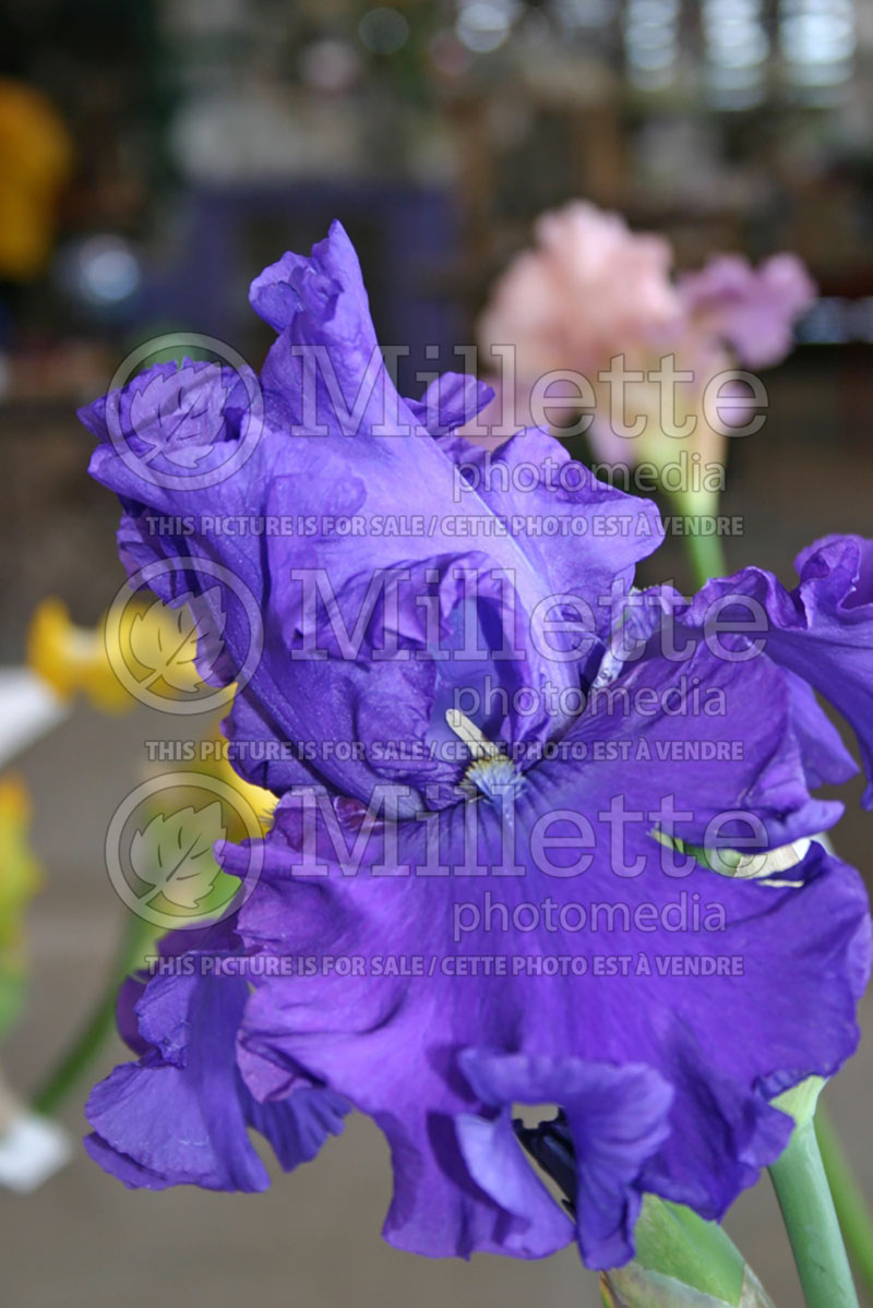 Iris Indigo Princess (Iris germanica, Tall Bearded) 1