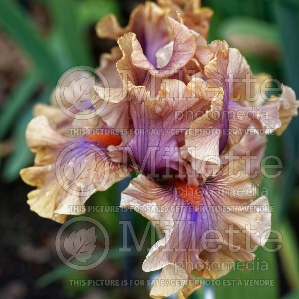 Iris Jealous Guy (Iris germanica tall bearded) 1 