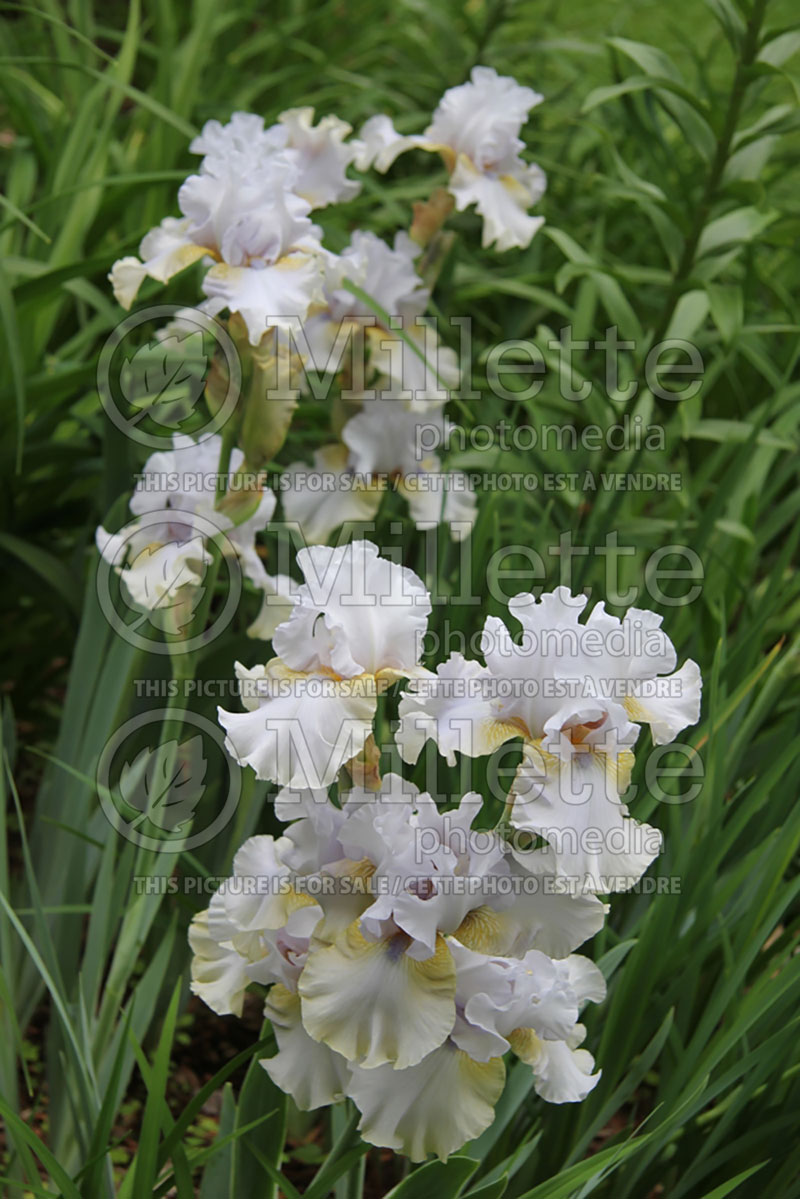 Iris Jean Beliveau (Iris germanica, Tall Bearded) 1   