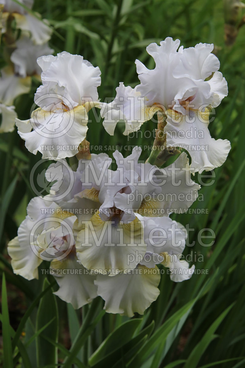 Iris Jean Beliveau (Iris germanica, Tall Bearded) 2   