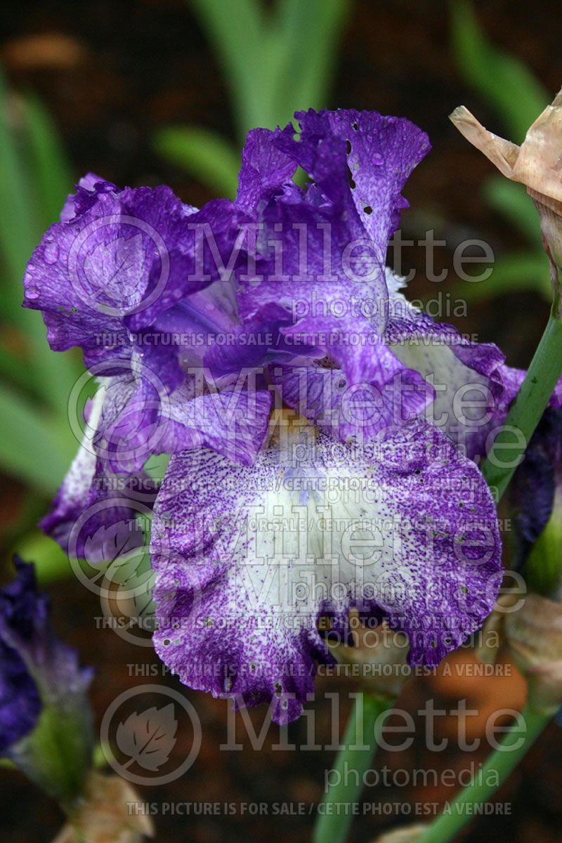 Iris Jesse's Song (Iris germanica, Tall Bearded) 1