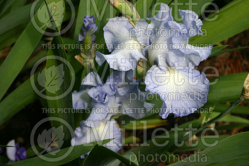 Iris Joyful Skies (Iris germanica bearded) 1