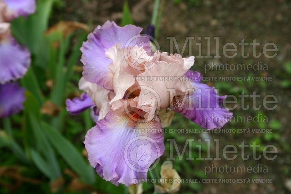 Iris Karen Christine (Tall bearded iris) 1 