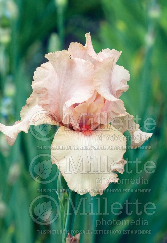 Iris Kiss Waltz (Iris germanica, Tall Bearded)  1