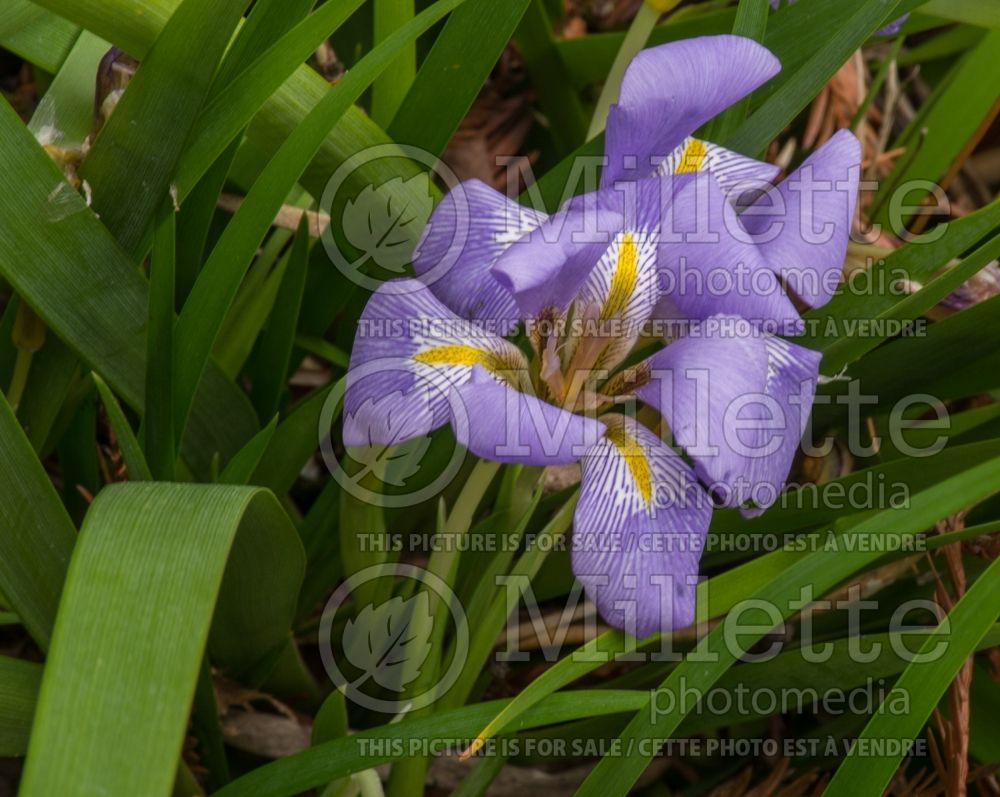 Iris lazica (Lazistan iris) 1   