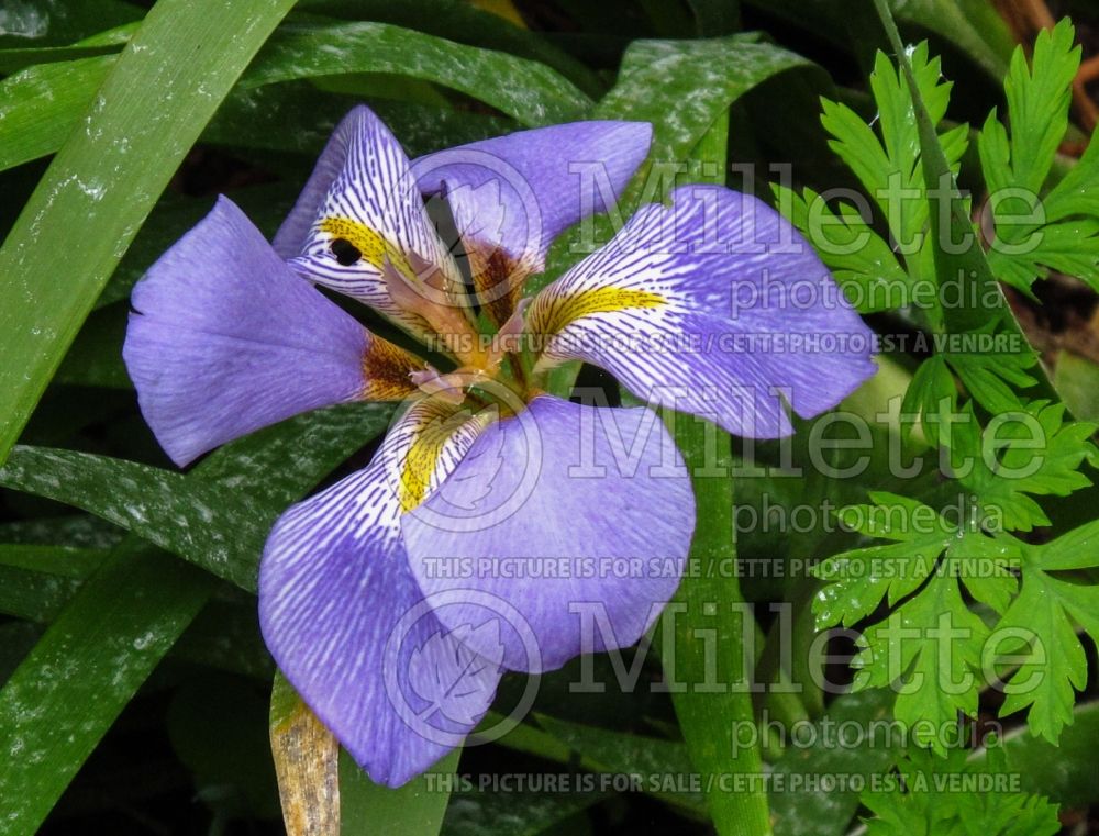 Iris lazica (Lazistan iris) 2   