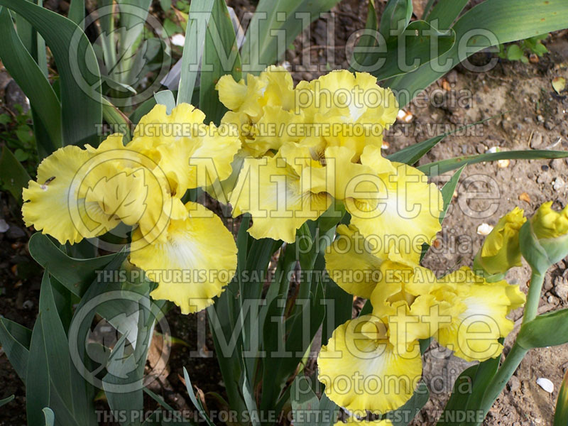 Iris Lemon Pop (Intermediate Bearded Iris) 1  