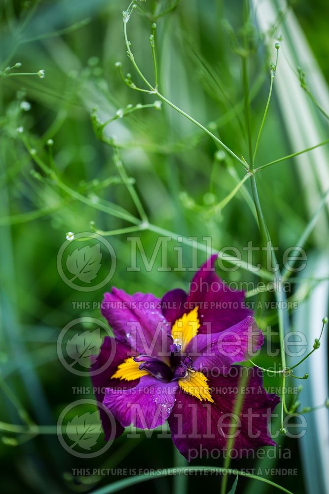 Iris Ann Chowning (Iris louisiana) 3 