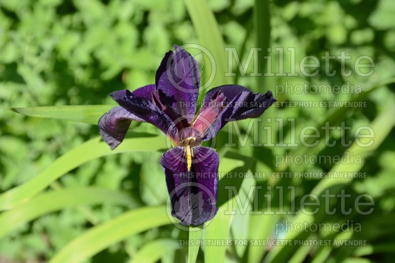 Iris Black Gamecock (Iris louisiana) 1 