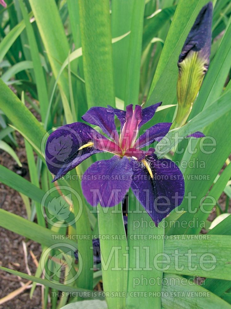 Iris Black Gamecock (Iris louisiana) 2 