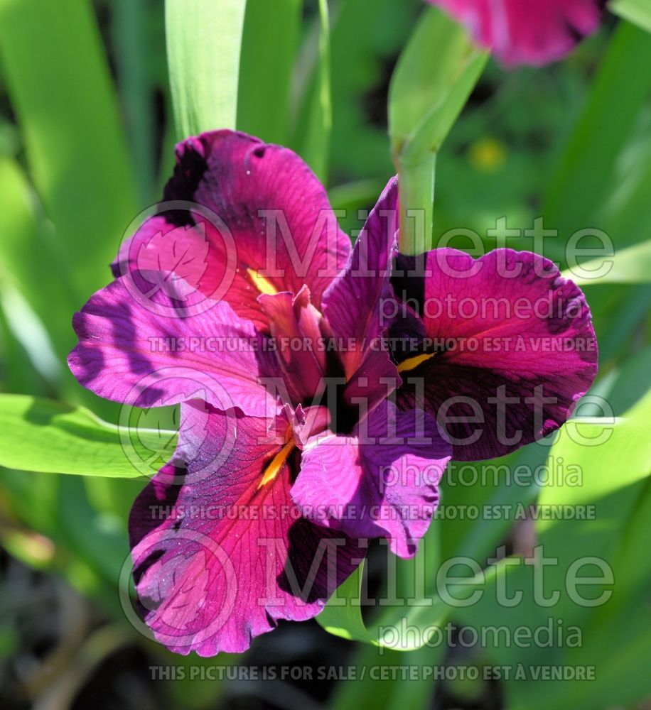 Iris Red Velvet Elvis (Iris louisiana) 1 
