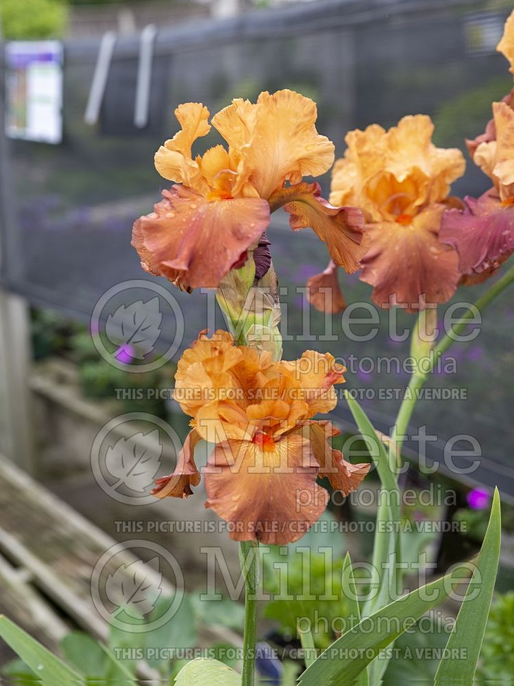 Iris Lovely Senorita (Iris germanica, Tall Bearded) 6 