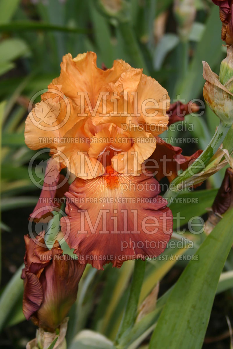 Iris Lovely Senorita (Iris germanica, Tall Bearded) 1 