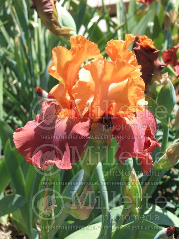 Iris Lovely Senorita (Iris germanica, Tall Bearded) 4 