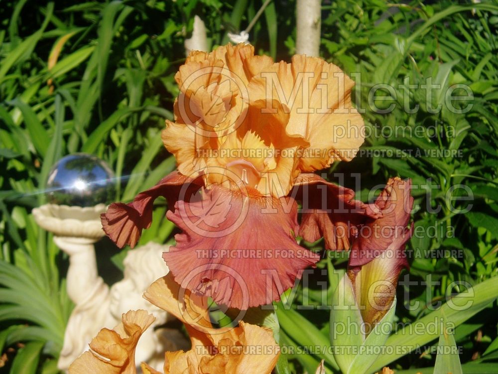 Iris Lovely Senorita (Iris germanica, Tall Bearded) 2 