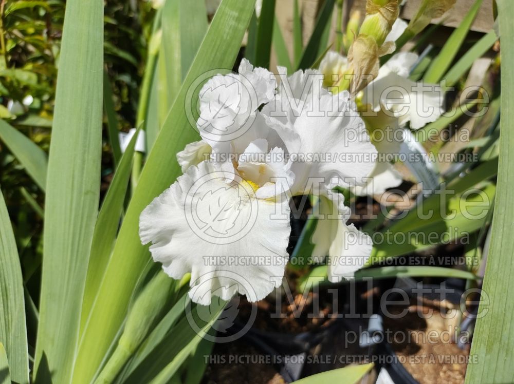 Iris Madeira Belle (Iris germanica, Tall Bearded) 1 