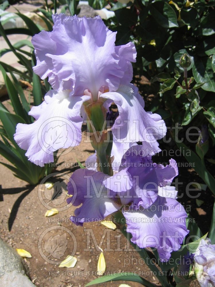 Iris Mary Frances (Iris germanica Tall bearded) 4