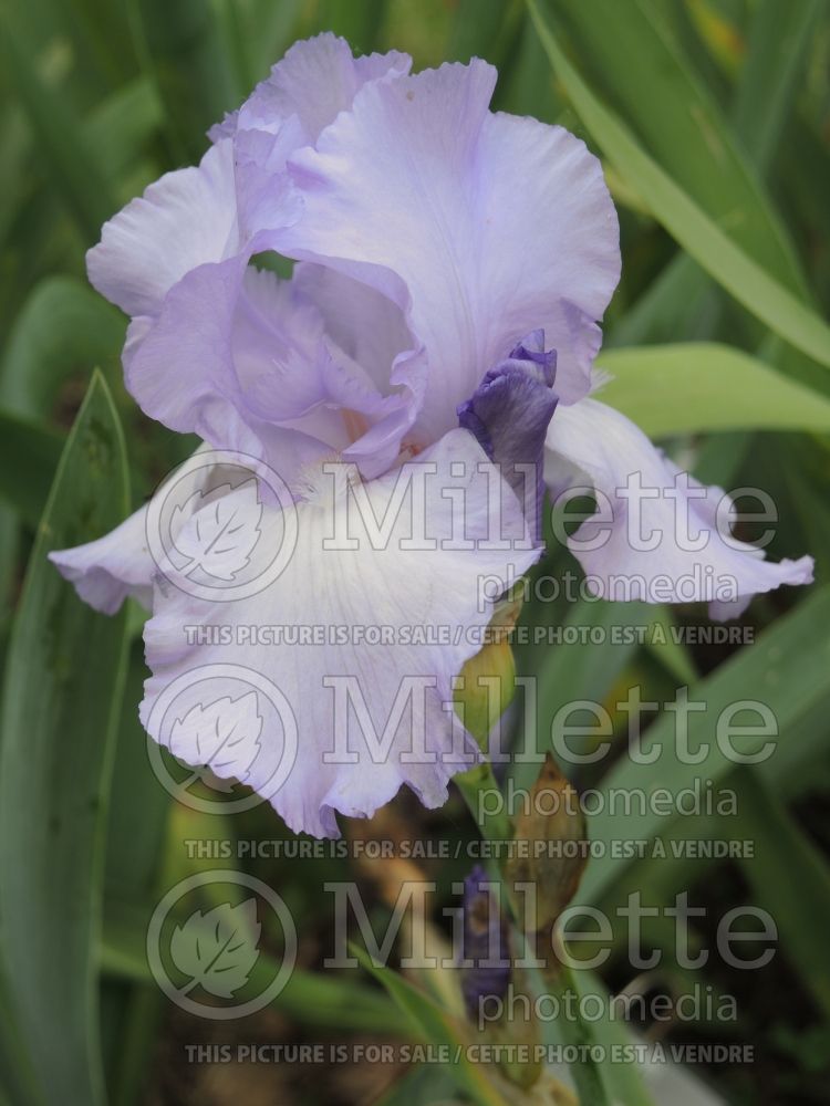 Iris Mary Frances (Iris germanica Tall bearded) 3