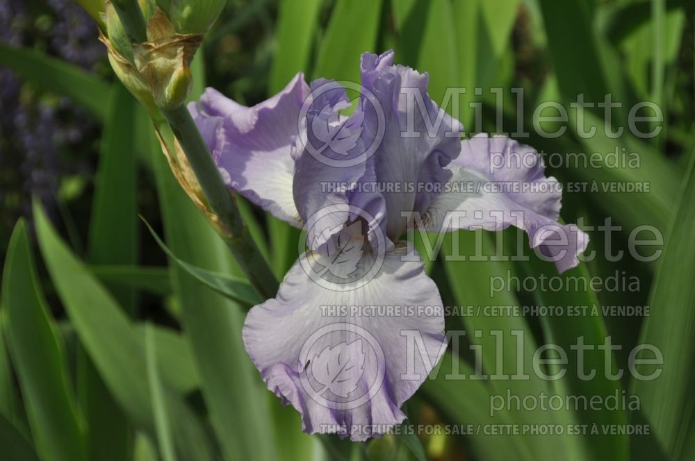 Iris Mary Frances (Iris germanica Tall bearded) 5